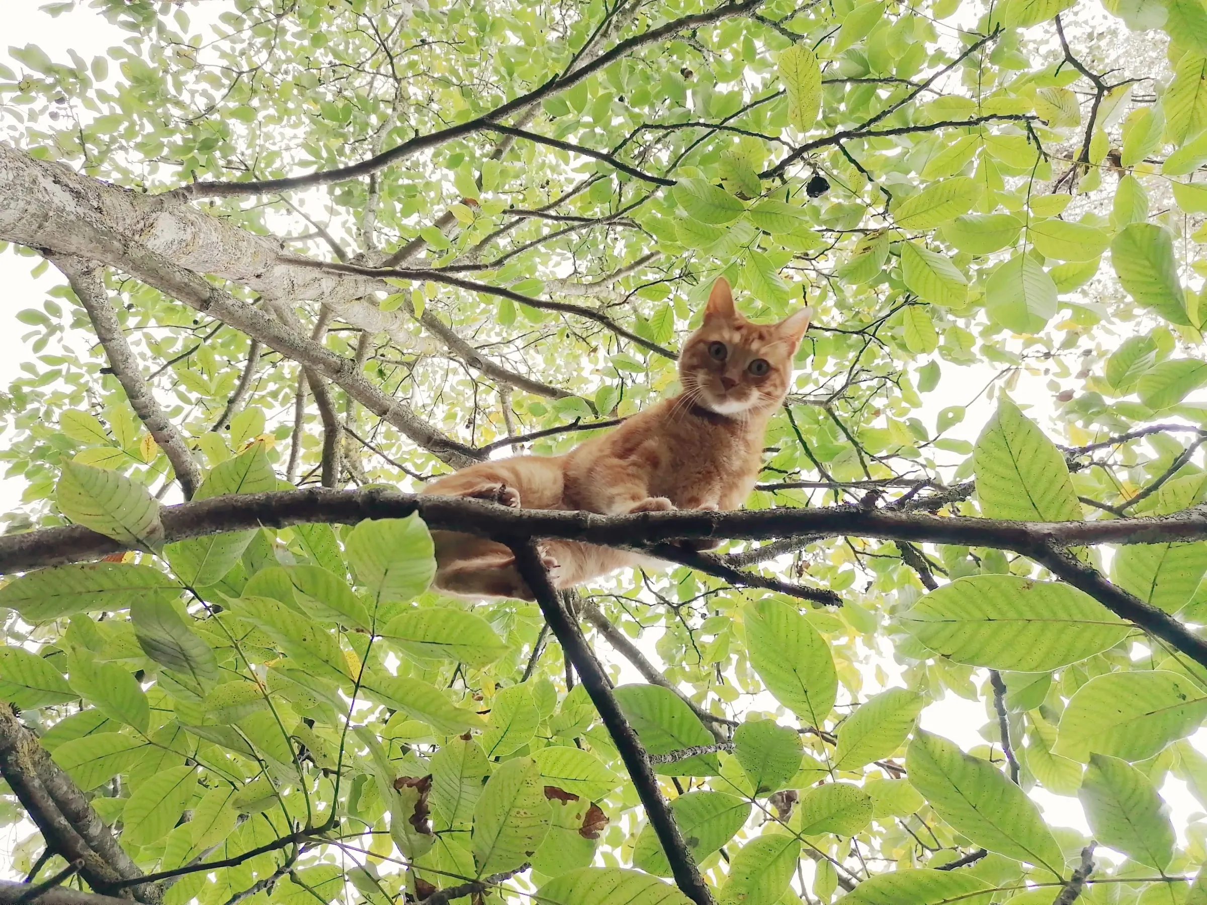 Un chat roux perché dans un arbre, au milieu du feuillage